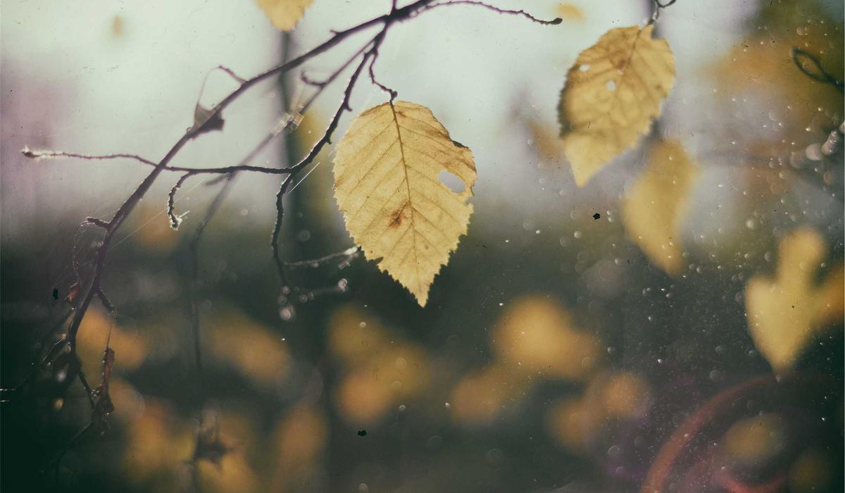 WAC Launches New Sesame Oil Product Line